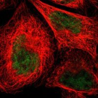 Anti-NMI antibody produced in rabbit