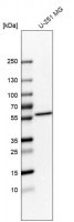 Anti-NOC4L antibody produced in rabbit