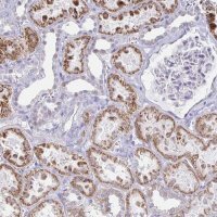 Anti-NOCT antibody produced in rabbit 