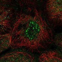 Anti-NOCT antibody produced in rabbit 