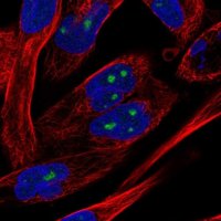 Anti-NOL10 antibody produced in rabbit HPA035286-100UL