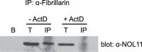 Anti-NOL11 antibody produced in rabbit 