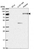 Anti-NOM1 antibody produced in rabbit 