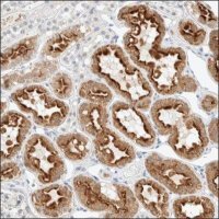 Anti-NOTUM antibody produced in rabbit HPA023041-100UL