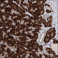 Anti-NOX1 antibody produced in rabbit HPA035299-100UL