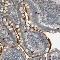 Anti-NPDC1 antibody produced in rabbit 