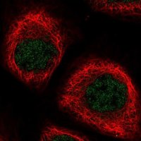 Anti-NPEPL1 antibody produced in rabbit HPA036356-100UL