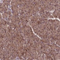 Anti-NPEPPS antibody produced in rabbit 