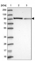 Anti-NPEPPS antibody produced in rabbit 