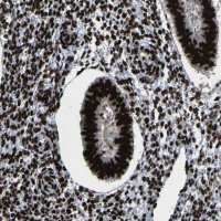 Anti-NPM1 antibody produced in rabbit 