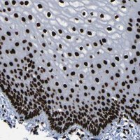 Anti-NPM1 antibody produced in rabbit 
