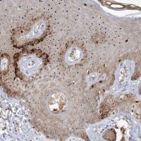 Anti-NPM3 antibody produced in rabbit 