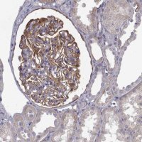 Anti-NPR3 antibody produced in rabbit 