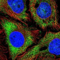 Anti-NPR3 antibody produced in rabbit 