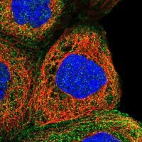 Anti-NPRL2 antibody produced in rabbit