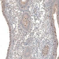 Anti-NPRL3 antibody produced in rabbit 
