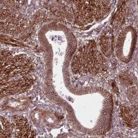 Anti-NPTN antibody produced in rabbit 
