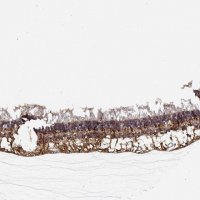 Anti-NPVF antibody produced in rabbit 