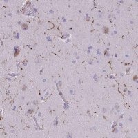 Anti-NPY antibody produced in rabbit 