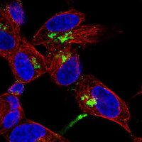 Anti-NPY antibody produced in rabbit 