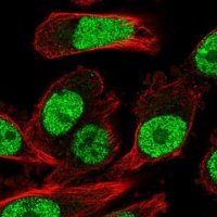Anti-NR1D2 antibody produced in rabbit HPA053868-100UL