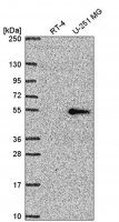 Anti-NR1D2 antibody produced in rabbit HPA053868-100UL