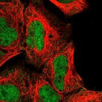 Anti-NR2C1 antibody produced in rabbit
