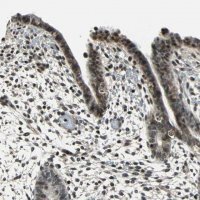 Anti-NR2C2 antibody produced in rabbit 