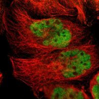 Anti-NR2C2 antibody produced in rabbit 