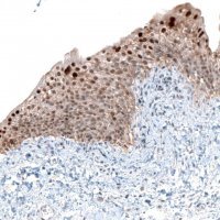 Anti-NR4A3 antibody produced in rabbit 