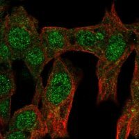 Anti-NR6A1 antibody produced in rabbit HPA031461-100UL