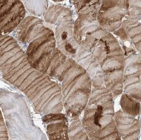 Anti-NRAP antibody produced in rabbit