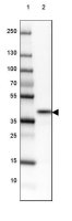 Anti-NRBF2 antibody produced in rabbit HPA059477-100UL
