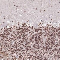 Anti-NRIP1 antibody produced in rabbit 
