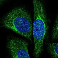 Anti-NRIP3 antibody produced in rabbit 
