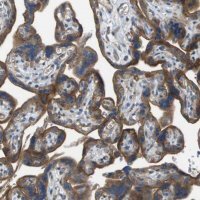 Anti-NRK antibody produced in rabbit 