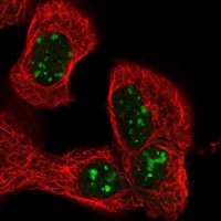 Anti-NSMAF antibody produced in rabbit HPA023151-100UL