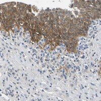 Anti-NT5C antibody produced in rabbit HPA021581-100UL