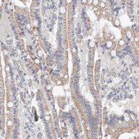 Anti-NT5DC1 antibody produced in rabbit HPA030352-100UL