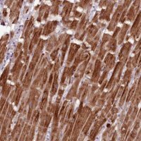 Anti-NT5DC2 antibody produced in rabbit