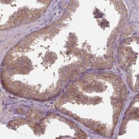 Anti-NT5DC2 antibody produced in rabbit