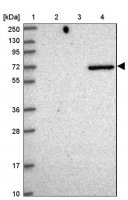Anti-NTN3 antibody produced in rabbit