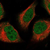 Anti-NUBP2 antibody produced in rabbit 