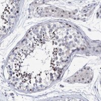 Anti-NUFIP1 antibody produced in rabbit 