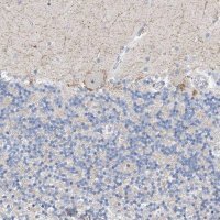 Anti-NUFIP1 antibody produced in rabbit 