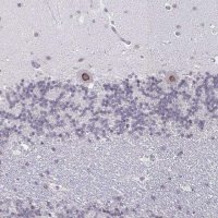 Anti-NUP133 antibody produced in rabbit HPA059767-100UL
