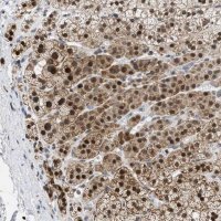 Anti-NUP35 antibody produced in rabbit HPA018401-100UL