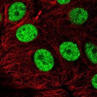 Anti-NXF1 antibody produced in rabbit
