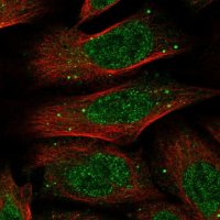Anti-NXPE3 antibody produced in rabbit