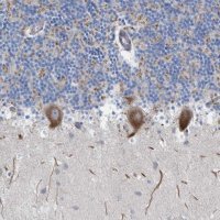 Anti-NYAP1 antibody produced in rabbit 